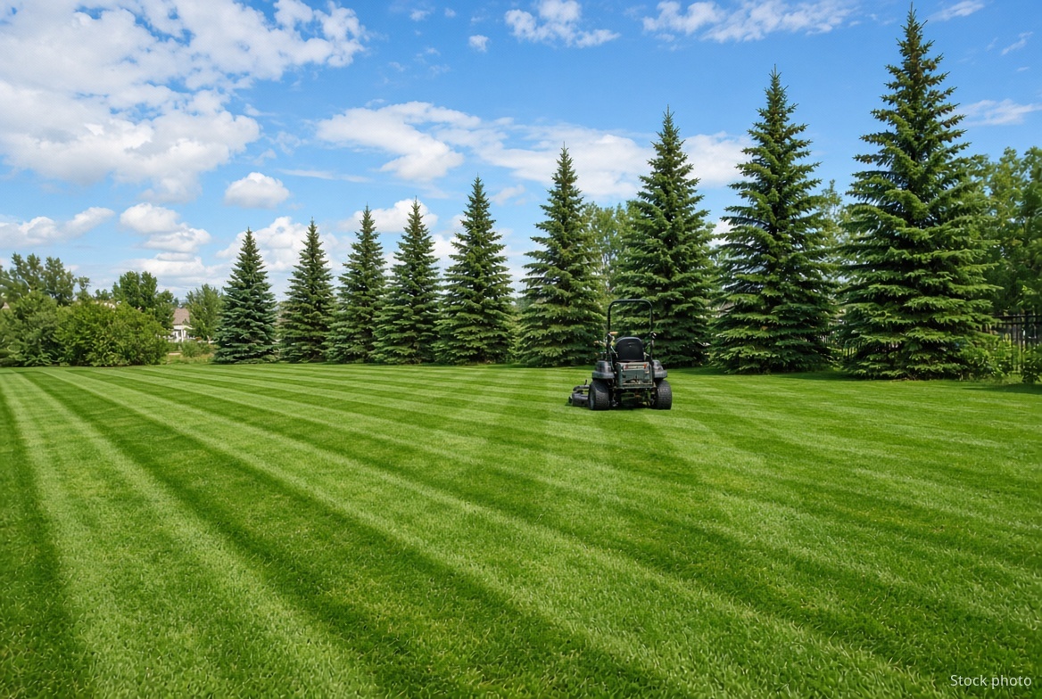 Peace Country lawn in season
